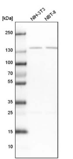PPP2R3A Antibody, Novus Biologicals:Antibodies:Primary Antibodies